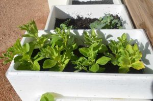 Lire la suite à propos de l’article Plantation dans des contenants en polystyrène – Comment fabriquer une jardinière en mousse recyclée