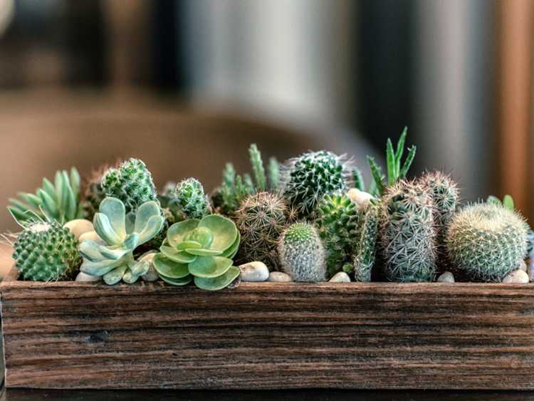 Lire la suite à propos de l’article Les plantes succulentes et les cactus sont-ils identiques : découvrez les différences entre les cactus et les plantes succulentes