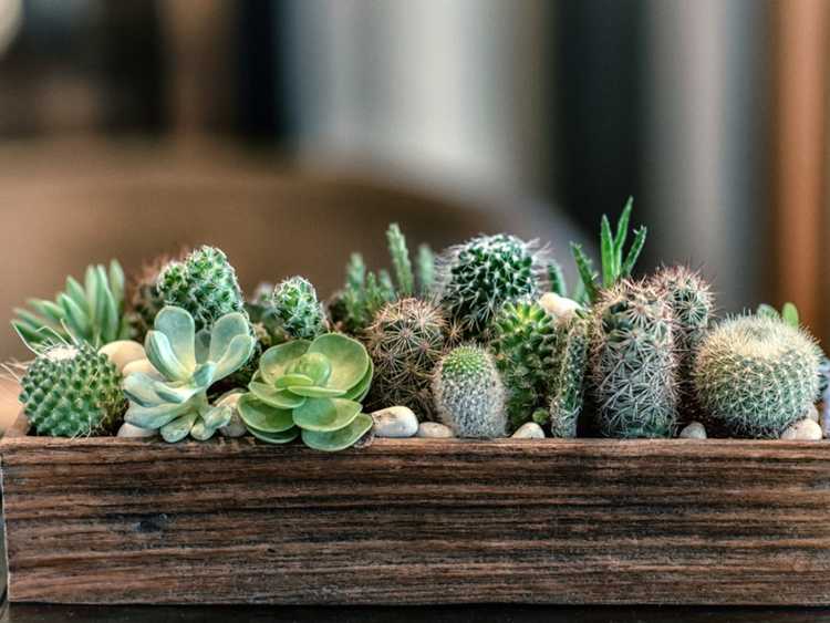 You are currently viewing Les plantes succulentes et les cactus sont-ils identiques : découvrez les différences entre les cactus et les plantes succulentes