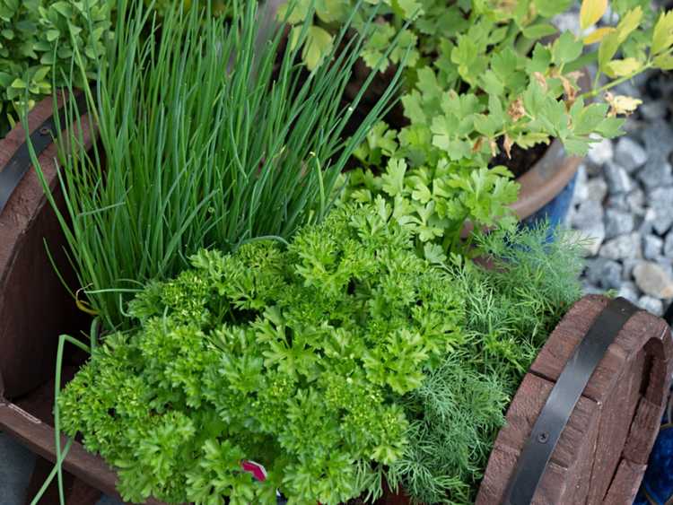 Lire la suite à propos de l’article Plantation d'accompagnement dans votre jardin d'herbes aromatiques