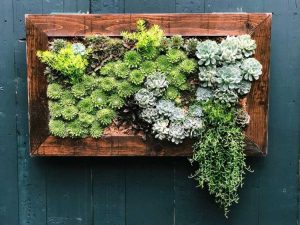 Lire la suite à propos de l’article Cultiver des plantes succulentes verticalement : fabriquer une jardinière de plantes succulentes verticale