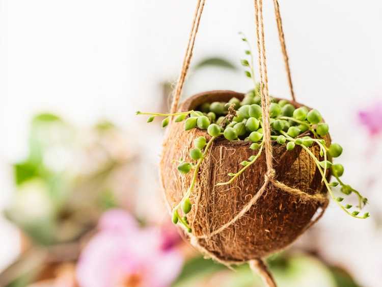 Lire la suite à propos de l’article Cultiver des plantes dans une coquille de noix de coco : comment fabriquer des jardinières suspendues en coquille de noix de coco