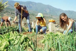 Lire la suite à propos de l’article Potager de haute altitude – Comment cultiver un potager de montagne