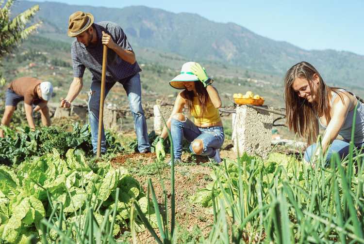 You are currently viewing Potager de haute altitude – Comment cultiver un potager de montagne