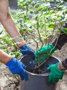 Lire la suite à propos de l’article Comment transplanter des roses : conseils pour transplanter un rosier