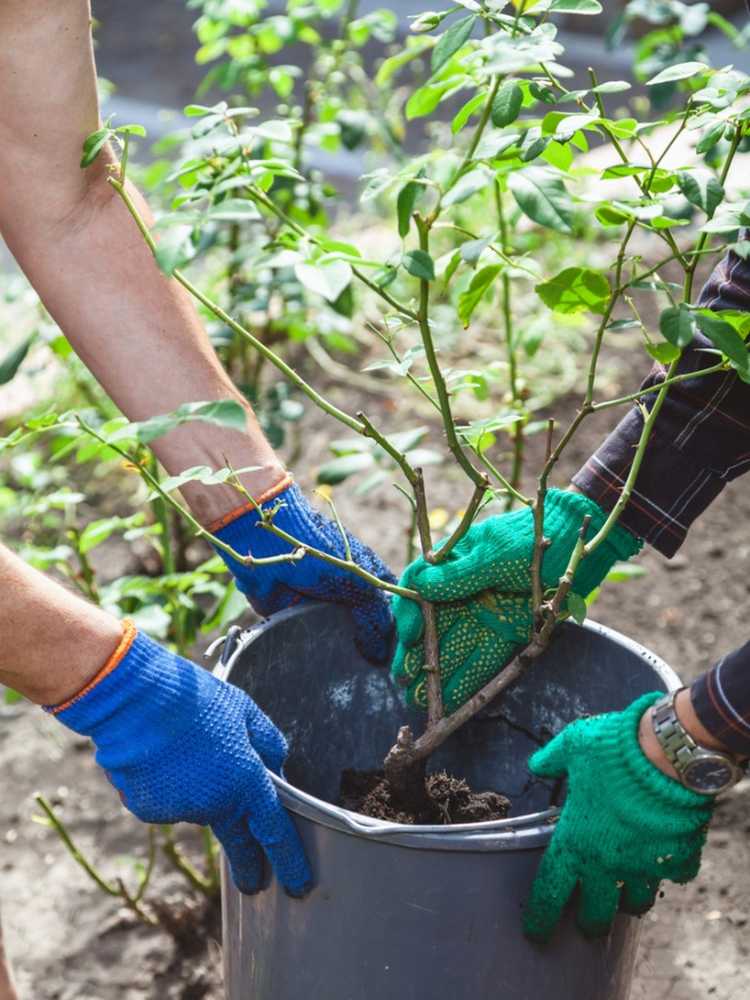 You are currently viewing Comment transplanter des roses : conseils pour transplanter un rosier