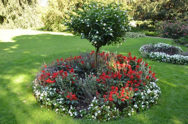 You are currently viewing Ring Garden Design – Planter des jardins autour des arbres et des arbustes