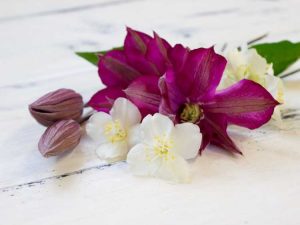 Lire la suite à propos de l’article Plantation d'accompagnement au jasmin – Découvrez les plantes qui aiment le jasmin
