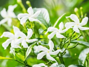 Lire la suite à propos de l’article Les variétés de jasmin les plus parfumées à cultiver