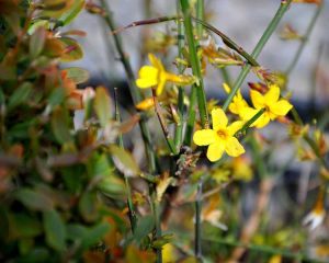 Lire la suite à propos de l’article Soins au jasmin voyants – Comment faire pousser des plantes de jasmin voyantes