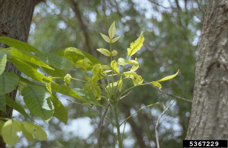 You are currently viewing Traitement de la maladie de la jaunisse des cendres : découvrez le phytoplasme de la jaunisse des cendres