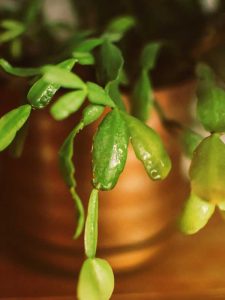 Lire la suite à propos de l’article Maladies des cactus de Noël : problèmes courants affectant les cactus de Noël