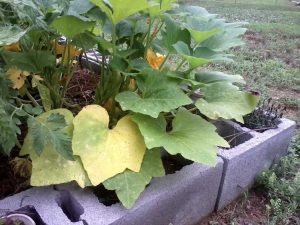 Lire la suite à propos de l’article Jaunissement des feuilles de courge : pourquoi les feuilles de courge jaunissent