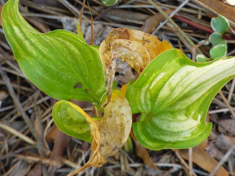 You are currently viewing Feuilles d'Hosta jaunes – Pourquoi les feuilles des plantes Hosta jaunissent-elles