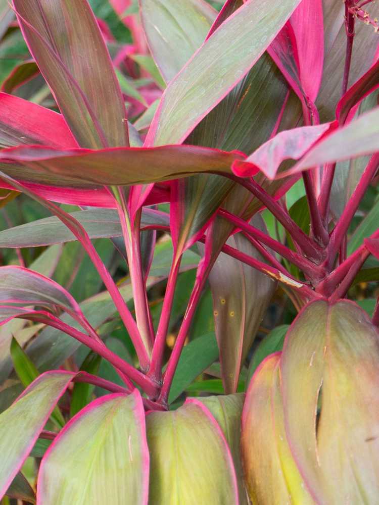 You are currently viewing Jaunissement des feuilles des plantes Ti: quelles sont les causes des feuilles jaunes sur les plantes Ti