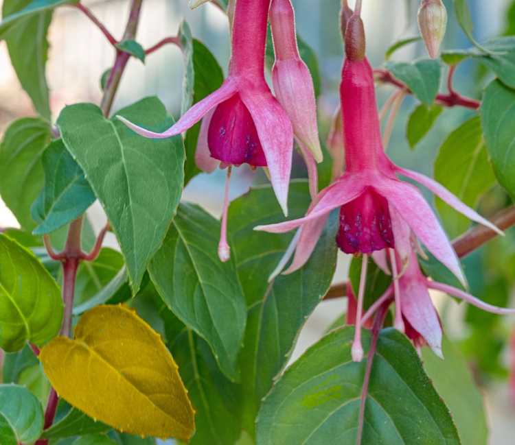 You are currently viewing Jaunissement des feuilles de fuchsia : pourquoi mes feuilles de fuchsia jaunissent-elles