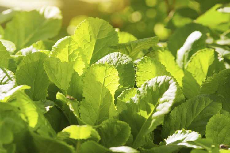 You are currently viewing Jaunissement des plantes de primevère: pourquoi les feuilles de primevère jaunissent-elles