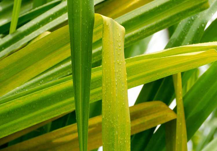 You are currently viewing Feuilles de yucca jaunes – Pourquoi ma plante de yucca est-elle jaune