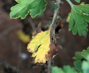 Lire la suite à propos de l’article Traiter les feuilles jaunes du chrysanthème : raisons des feuilles de chrysanthème jaunes