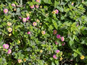 Lire la suite à propos de l’article Jaunissement des feuilles de Lantana – Traiter les feuilles jaunes sur les plantes de Lantana