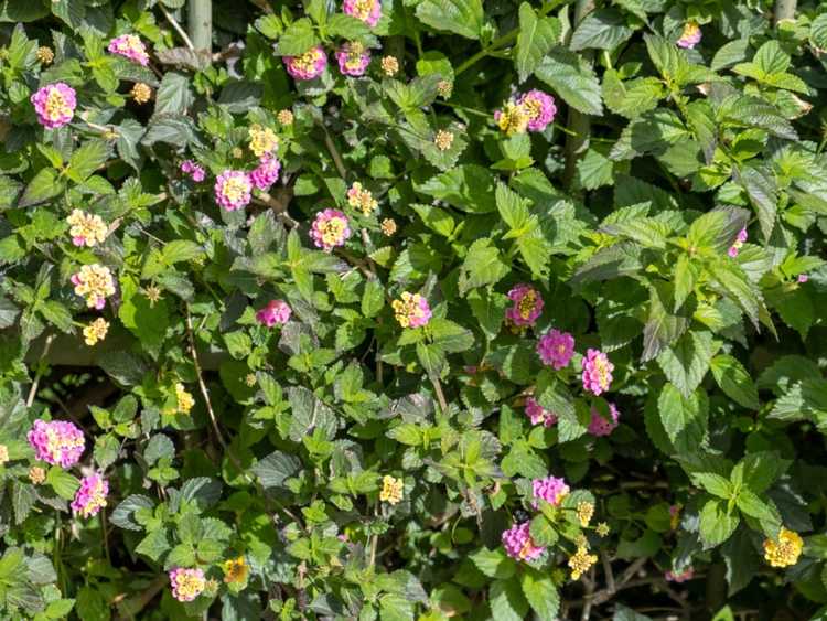 You are currently viewing Jaunissement des feuilles de Lantana – Traiter les feuilles jaunes sur les plantes de Lantana