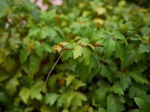 Lire la suite à propos de l’article Le lierre de raisin jaunit : que faire pour un lierre de raisin à feuilles jaunes