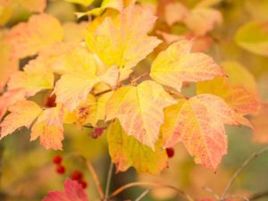 Lire la suite à propos de l’article Feuilles jaunes sur les viornes: raisons pour lesquelles les feuilles de viorne jaunissent