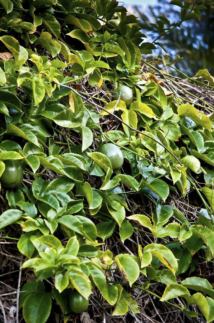 Lire la suite à propos de l’article Feuilles jaunes sur les fruits de la passion : comment réparer le jaunissement des vignes de la passion