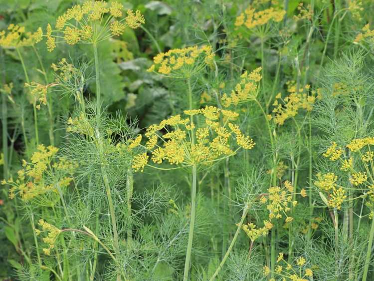 You are currently viewing Jaunissement des plantes d'aneth : Pourquoi ma plante d'aneth jaunit-elle