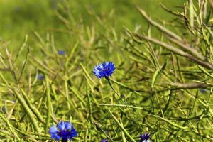 Lire la suite à propos de l’article Feuilles jaunes sur le bouton du baccalauréat – Pourquoi les feuilles des plantes jaunissent-elles