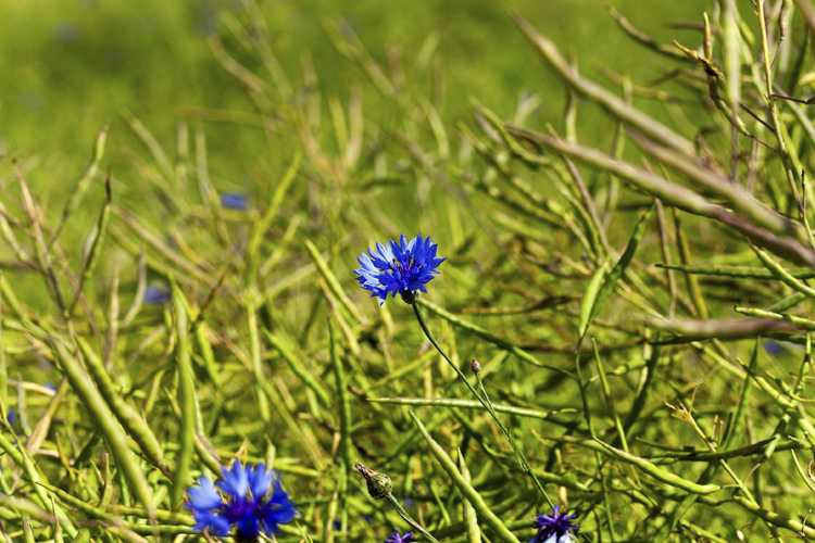 You are currently viewing Feuilles jaunes sur le bouton du baccalauréat – Pourquoi les feuilles des plantes jaunissent-elles