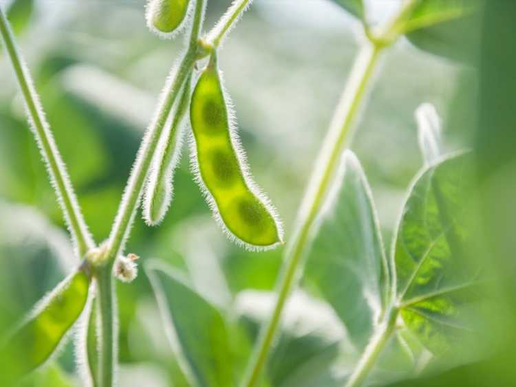 You are currently viewing Compagnons de plantes Edamame: Que planter avec Edamame dans le jardin