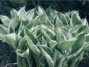 Lire la suite à propos de l’article Brûlure méridionale de l'Hosta : Contrôler la brûlure méridionale de l'Hosta