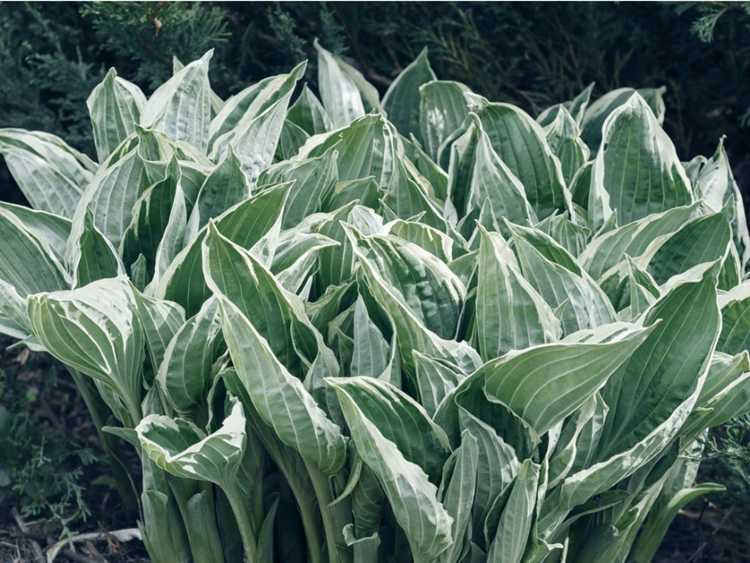 You are currently viewing Brûlure méridionale de l'Hosta : Contrôler la brûlure méridionale de l'Hosta