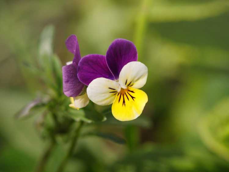 You are currently viewing Fleurs Johnny Jump Up : Cultiver une violette Johnny Jump Up