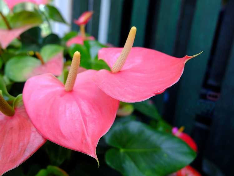 You are currently viewing 5 jolies plantes d'intérieur roses : comment faire pousser une plante d'intérieur avec des feuilles roses