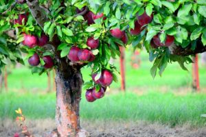 Lire la suite à propos de l’article Qu'est-ce qu'une pomme Jonamac : informations sur la variété de pomme Jonamac