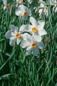 Lire la suite à propos de l’article Bulbes de jonquilles du poète: cultiver des jonquilles du poète dans le jardin