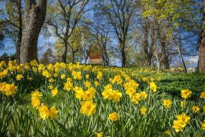 Lire la suite à propos de l’article Naturaliser les jonquilles dans les jardins : plantation naturalisée de jonquilles