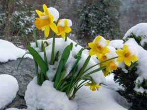 Lire la suite à propos de l’article Les plantes à floraison précoce sont-elles sans danger – Que faire à propos des plantes à floraison précoce