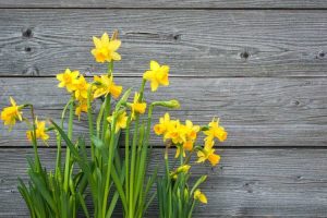 Lire la suite à propos de l’article Conseils d'entretien pour la plantation de jonquilles : comment planter des jonquilles dans votre jardin