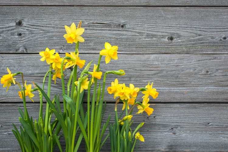 You are currently viewing Conseils d'entretien pour la plantation de jonquilles : comment planter des jonquilles dans votre jardin