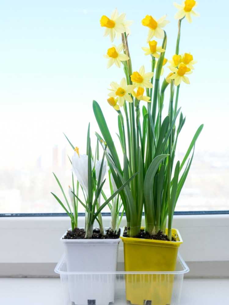 You are currently viewing Cultiver des jonquilles à l'intérieur – Forcer les jonquilles à fleurir