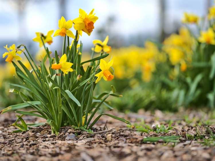 You are currently viewing Pourquoi planter tardivement des bulbes de jonquilles pourrait retarder la floraison