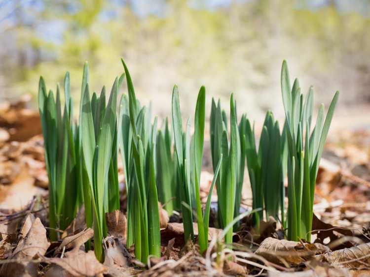 You are currently viewing Mes jonquilles ne fleurissent pas : pourquoi les jonquilles n'ont pas fleuri