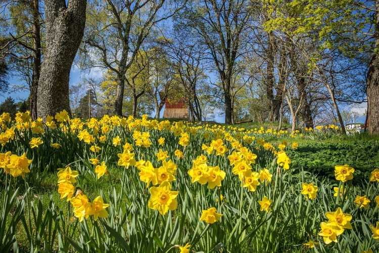 You are currently viewing Naturaliser les jonquilles dans les jardins : plantation naturalisée de jonquilles