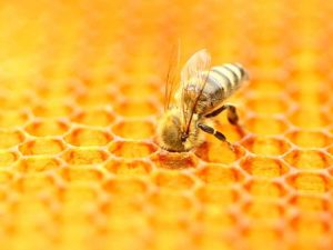 Lire la suite à propos de l’article Faits amusants sur les abeilles