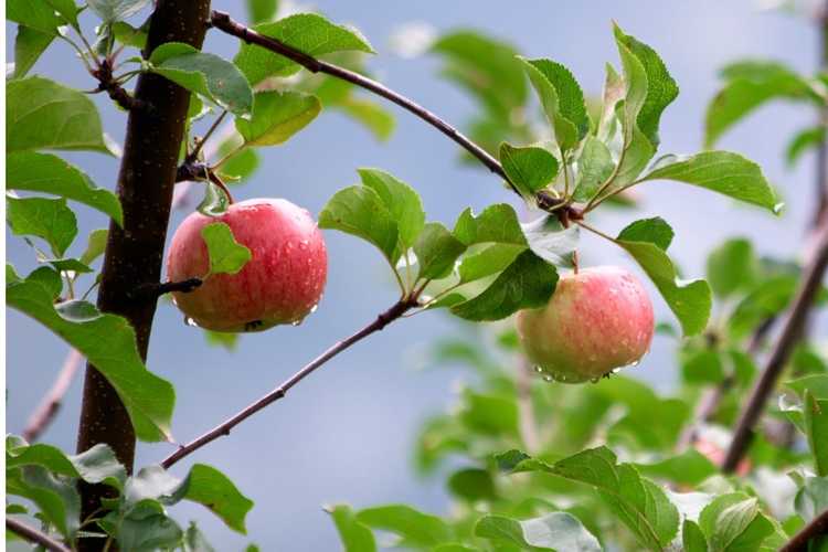 You are currently viewing Pommiers Dayton : Conseils pour cultiver des pommes Dayton à la maison