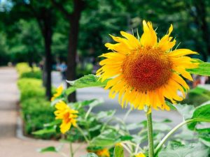 Lire la suite à propos de l’article Comment participer à la Journée internationale du jardinage de guérilla du tournesol