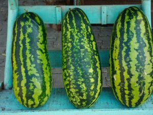 Lire la suite à propos de l’article Jubilee Melon Care: Cultiver des pastèques Jubilee dans le jardin